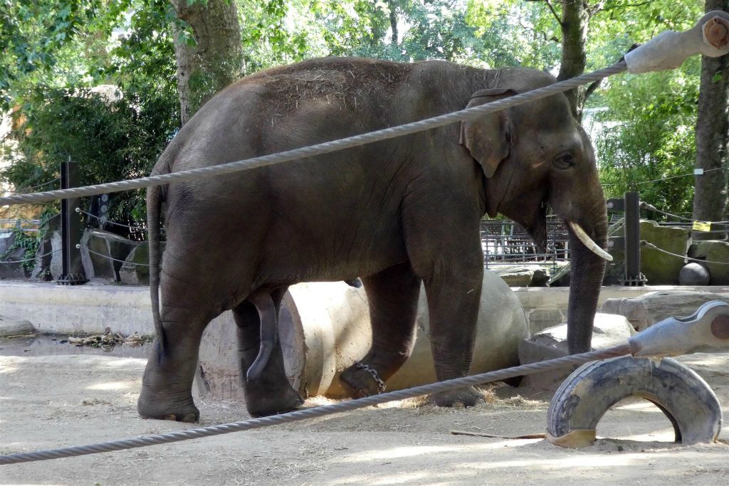 een olifant