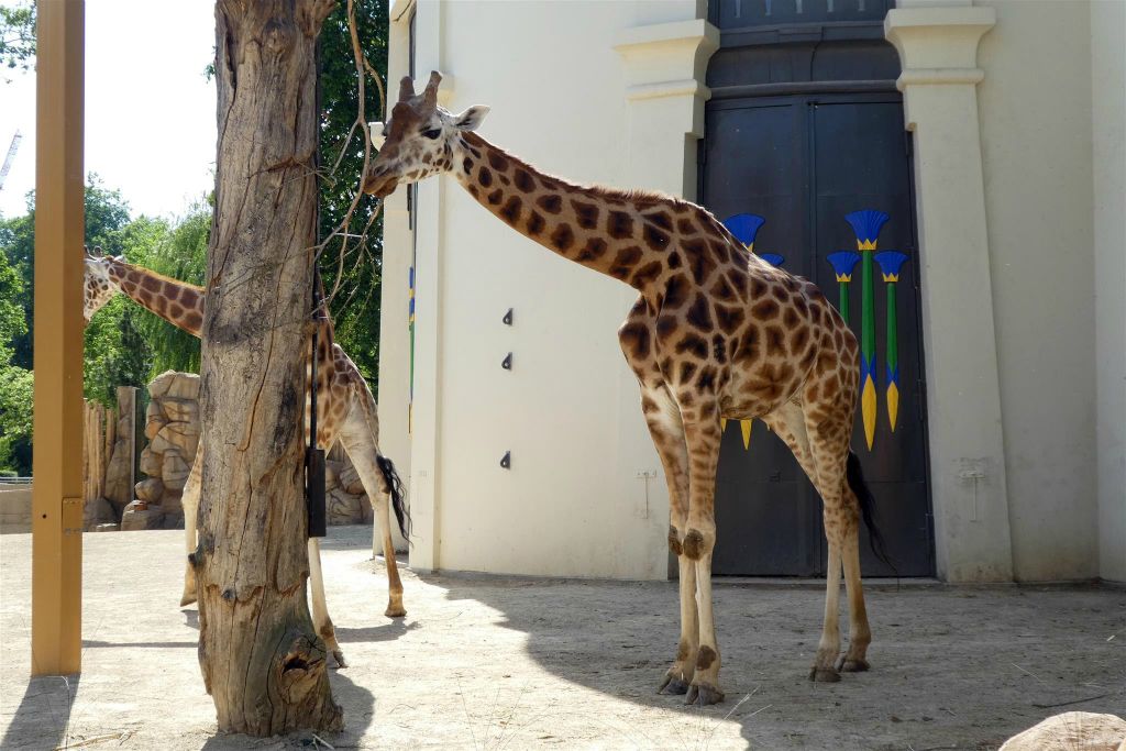 een giraffe