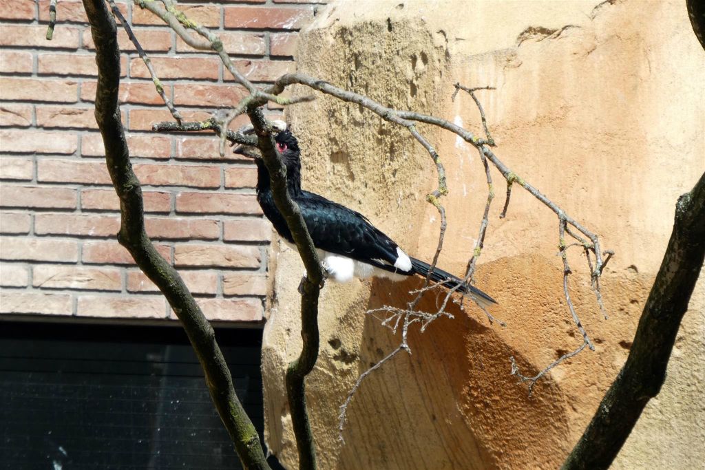 de trompetneushoornvogel