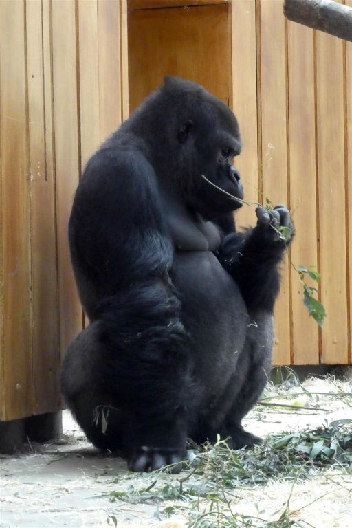 de oostelijke laaglandgorilla