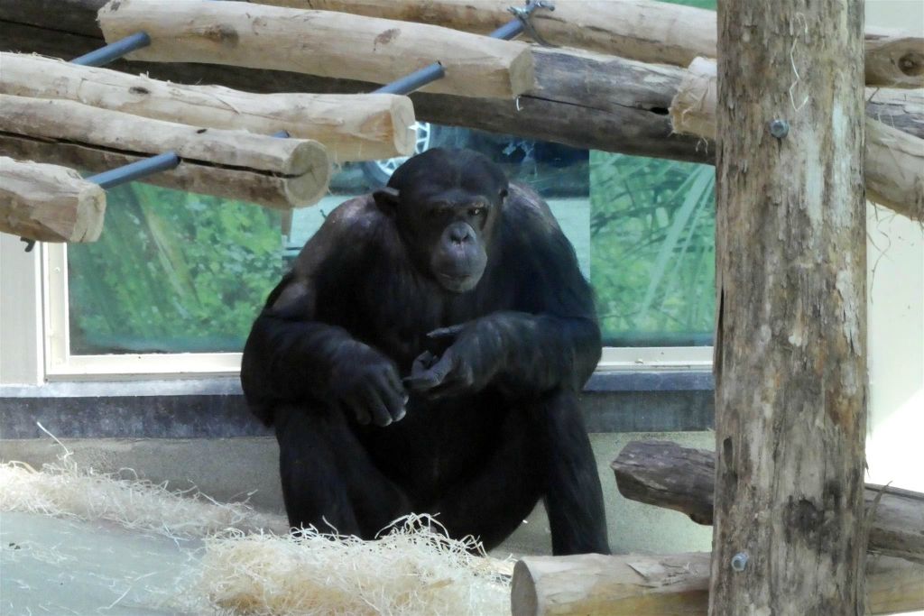 een chimpansee