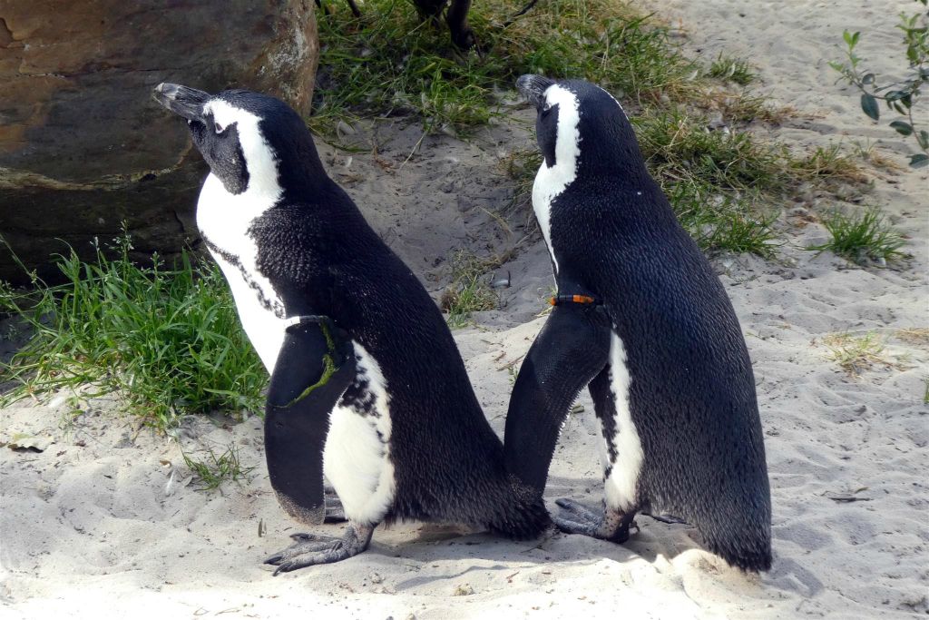 twee zwartvoetpinguïns