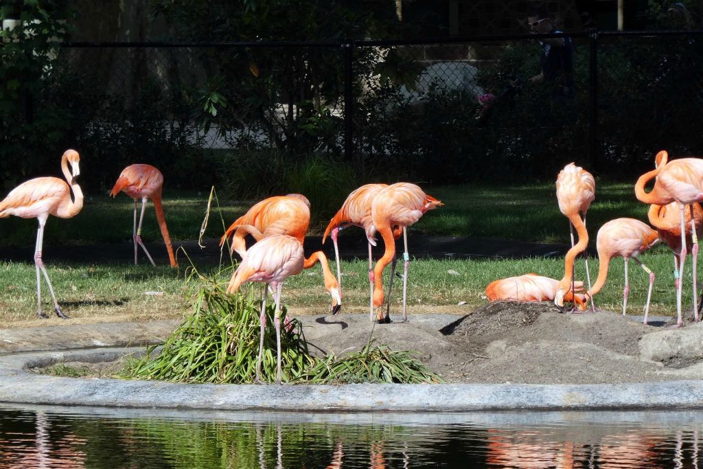 enkele rode flamingo's