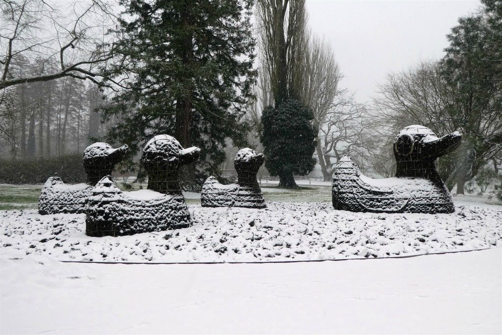 MAINAU - enkele planten in de vorm van eenden