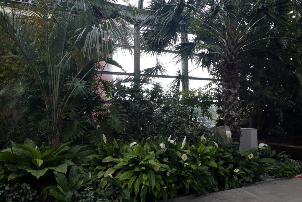 MAINAU - enkele planten en bomen in de serre