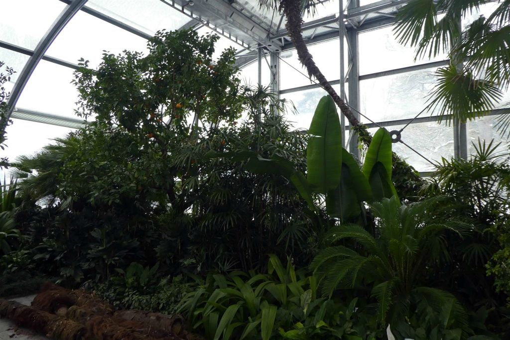 MAINAU - enkele planten en bomen in de serre