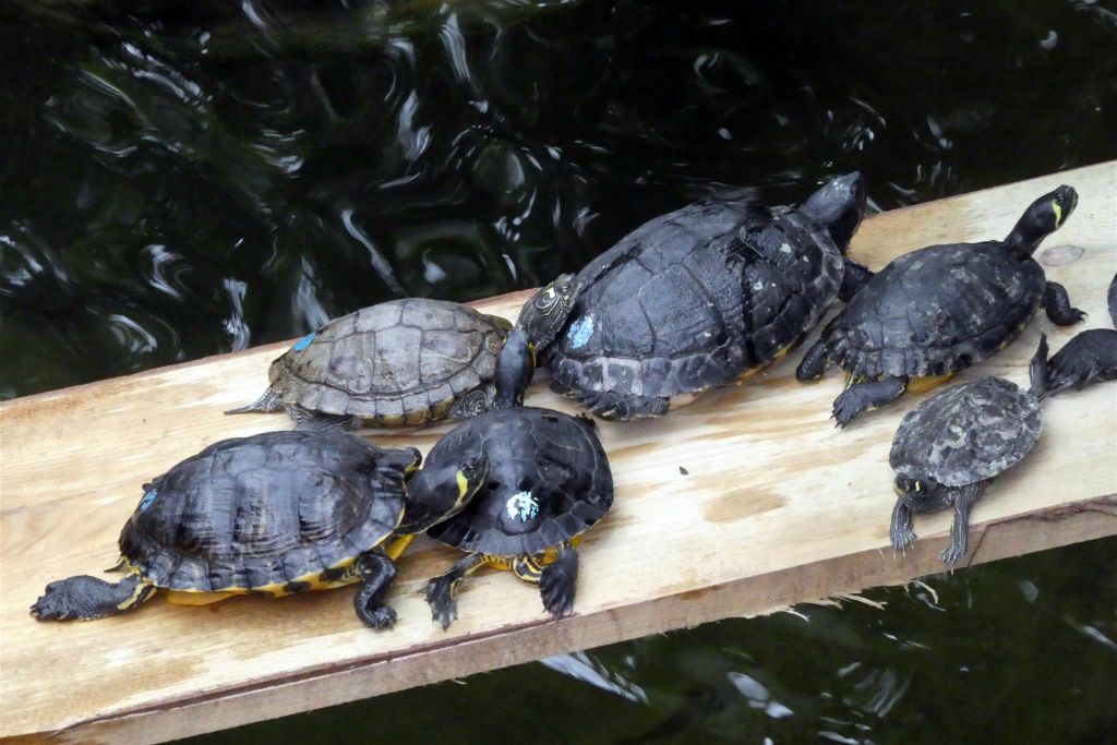 MAINAU - enkele schildpadden in de vlindertuin