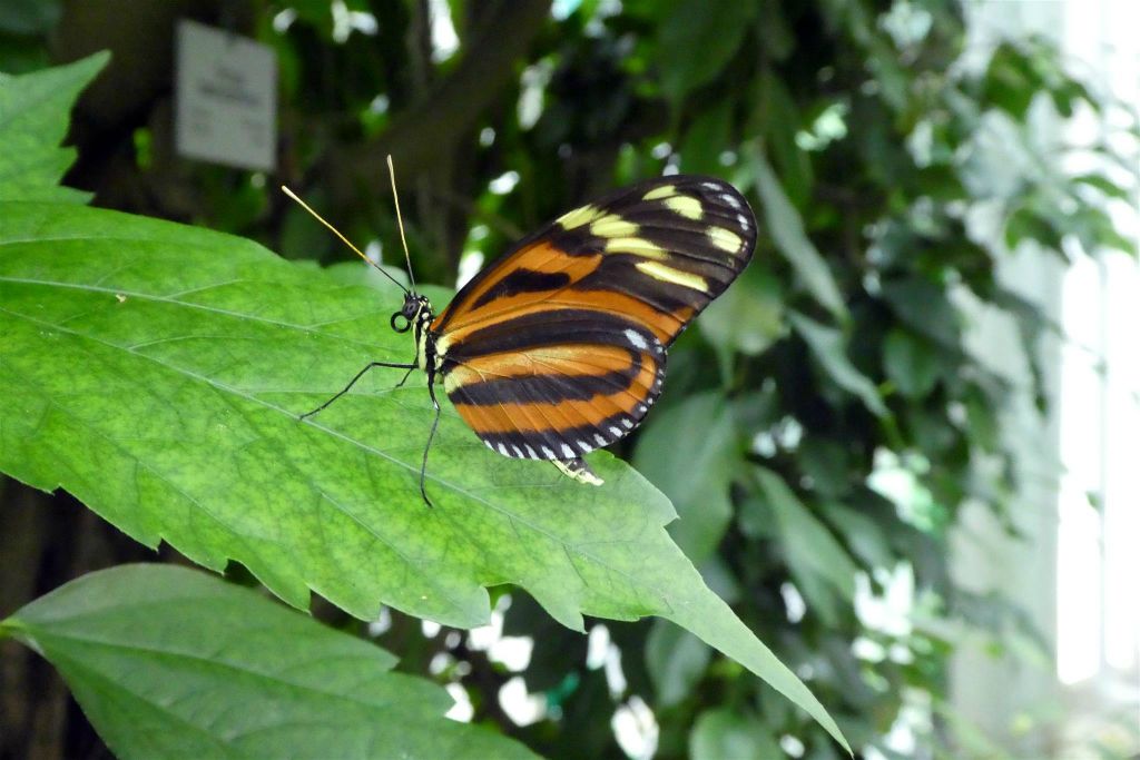 MAINAU - een vlinder in de vlindertuin