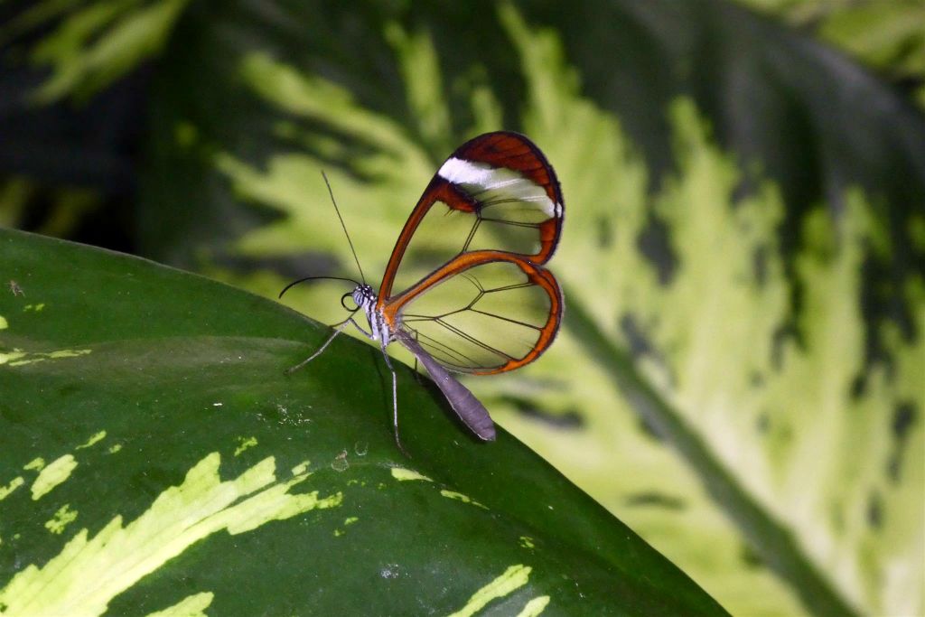 MAINAU - een vlinder in de vlindertuin