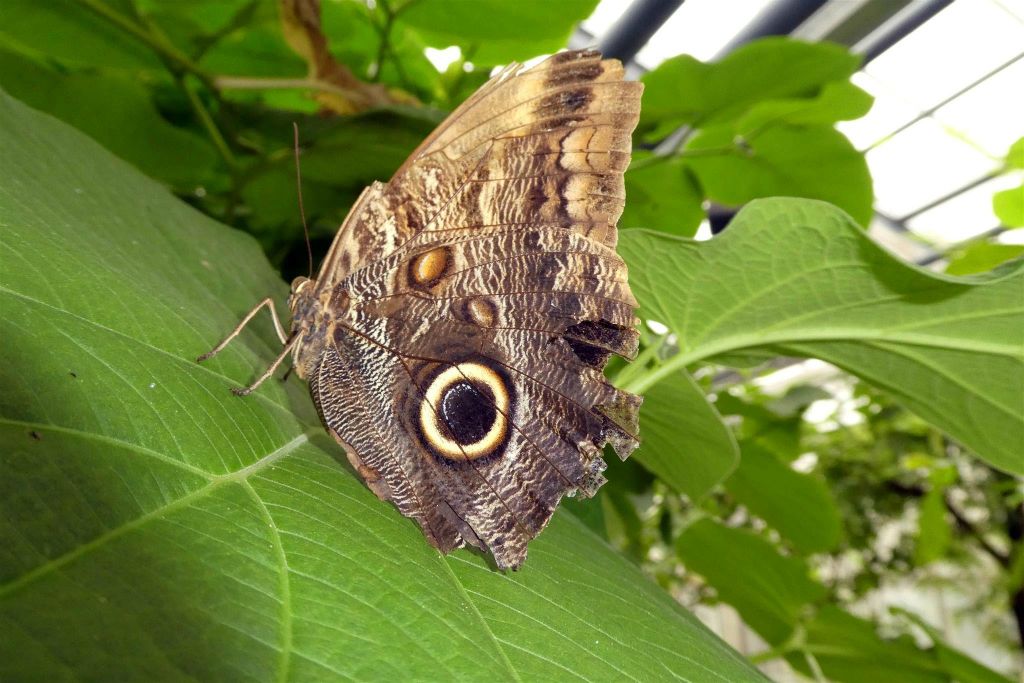MAINAU - een vlinder in de vlindertuin